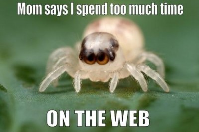 funny-cute-spider-web-pun.jpg