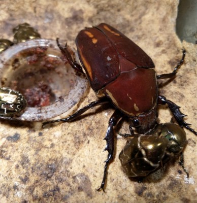 Voyeur.jpg (121.82 KiB) 1409 keer bekeken Voyeur.jpg