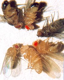 De verschillende kleurstellingen van de fruitvlieg.