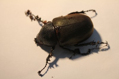 vrouw