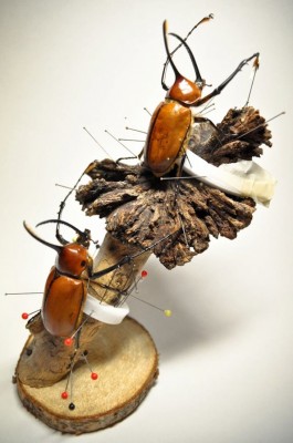 Golofa porteri