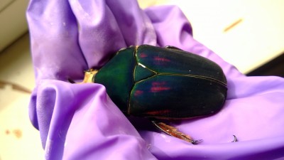 Groen, roze, blauw