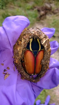 Blauw en oranje