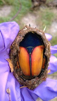 Blauw en oranje
