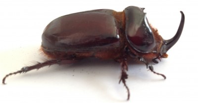 Oryctes monoceros