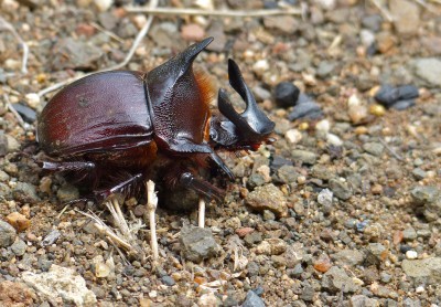 http://www.gorongosa.org/sites/default/files/styles/galleryformatter_slide/public/scarab4_0.jpg?itok=RoCF5yJw
