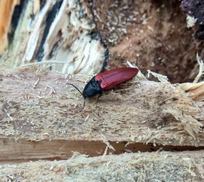 Ampedus sanguineus