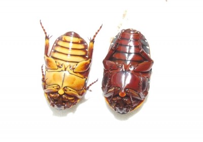 links geel nr 1 rechts bruin nr 2
