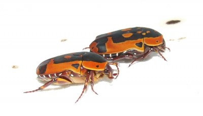 DSCF3826.JPG