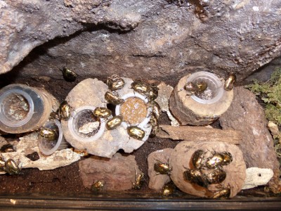 Cetonia aurata
