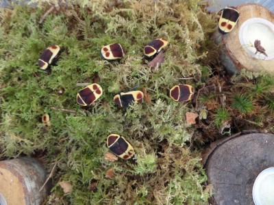 Pachnoda marginata