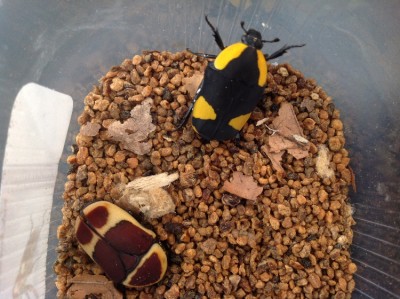 Pachnoda abyssinica