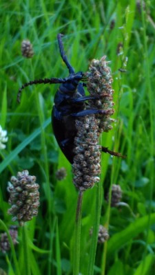 IMAG0059.jpg