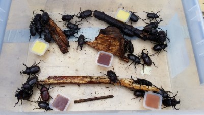 20150806_103524.jpg (290.32 KiB) 3545 keer bekeken Overschot aan mannetjes