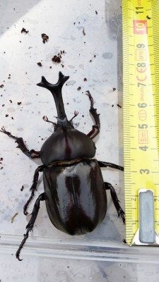 20150806_101519.jpg (253.9 KiB) 3548 keer bekeken Geen record maar niet slecht<br />Geen record maar niet slecht