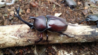 20150804_105322.jpg (287.31 KiB) 3548 keer bekeken De dieprode mahoni kleur is top