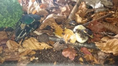 DSC_0082a.JPG (37.69 KiB) 3805 keer bekeken Volgens mij voelen ze zich wel weer thuis ;)