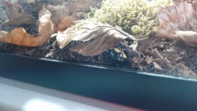 33a.jpg (17.46 KiB) 4034 keer bekeken Verstoppen of toch niet?