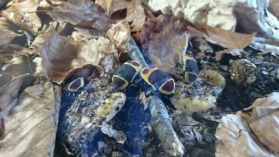 38a.jpg (28.02 KiB) 4034 keer bekeken Gezellig samen :)