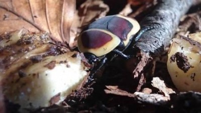 42a.jpg (23.06 KiB) 4034 keer bekeken Close-up