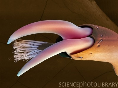 Z330732-Hercules_beetle_foot,_SEM-SPL.jpg