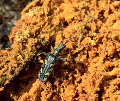 Rhagium bifasciatum