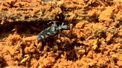 Rhagium bifasciatum