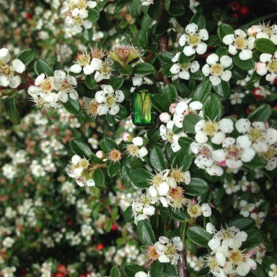 Weet iemand hoe deze roosachtige plant heet?