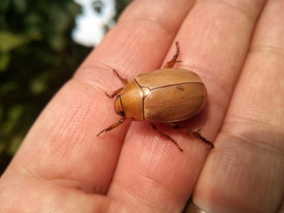 Welke soort is dit?