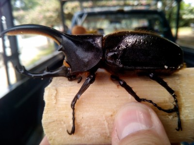 Dynastes hercules ......