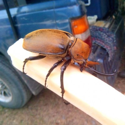 Megasoma elephas .... (Denk wel 20cm!)