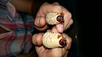 20160712_200811.jpg (203.35 KiB) 5809 keer bekeken de koppen van beide larven