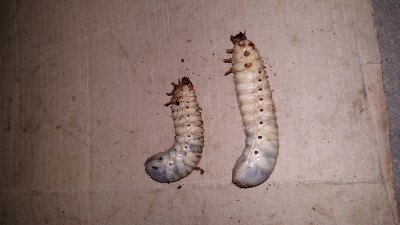 20160712_200725.jpg (242.19 KiB) 5484 keer bekeken de larven naast elkaar