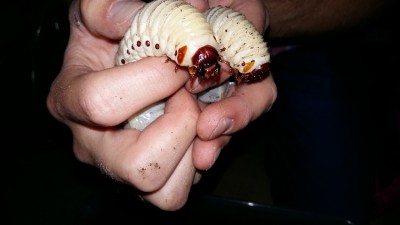 20160712_200858.jpg (180.4 KiB) 6116 keer bekeken close-up op de koppen, vlek is goed te zien