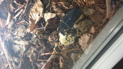 IMG-20160719-WA0001.jpeg