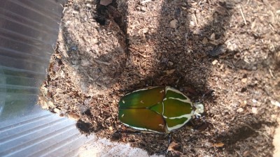IMG-20160721-WA0005.jpeg