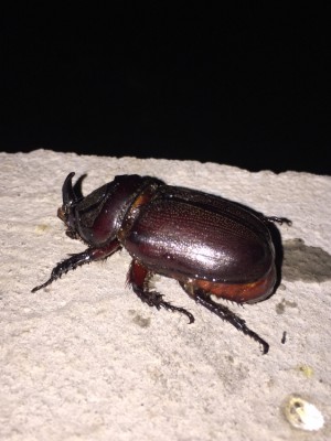 image.jpeg (450 KiB) 3053 keer bekeken image.jpeg