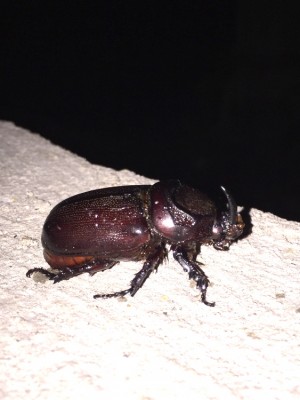 image.jpeg (471.52 KiB) 3071 keer bekeken image.jpeg