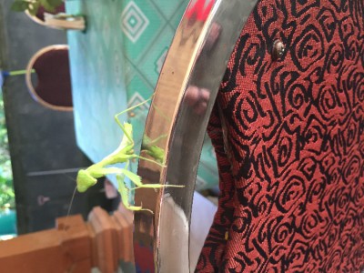 image.jpeg (669.23 KiB) 3069 keer bekeken image.jpeg