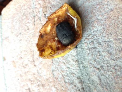 Protaetia morio