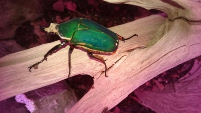 als larve verkregen van Bas,  65 mm