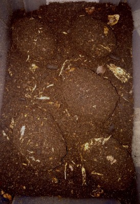 IMG_7531.JPG (777.65 KiB) 4881 keer bekeken Now we wait....