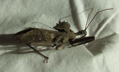 DSCF4391 - kopie.JPG