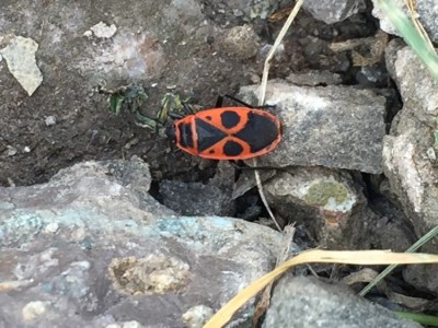 IMG_8522.JPG (200.79 KiB) 1854 keer bekeken IMG_8522.JPG