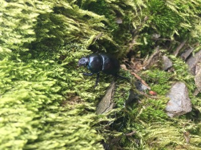 IMG_8535.JPG (270.13 KiB) 1854 keer bekeken IMG_8535.JPG