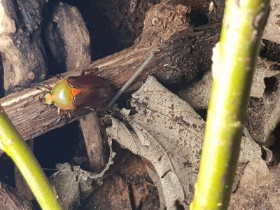 1517056641235252196677.jpg (119.09 KiB) 4005 keer bekeken Laatste aanwinst