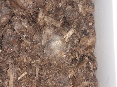 schimmel.jpg (134.83 KiB) 4262 keer bekeken deze schimmel is het. deze valt nog mee, meestal zit de hele bak vol.