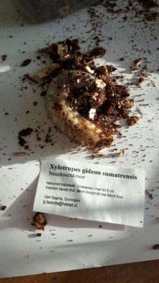 Dit is een van de larves.