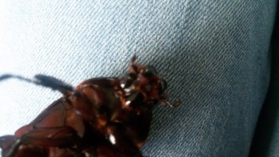 1519315851488-736991819.jpg (63.72 KiB) 5334 keer bekeken Ik heb een wat scherpere foto