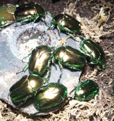 Protaetia speciosissima